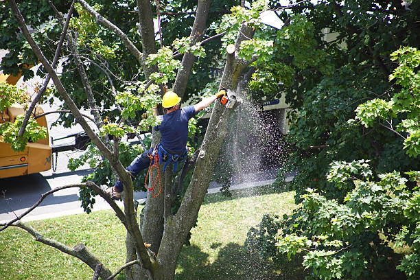 Best Tree Preservation Services  in Keedysville, MD